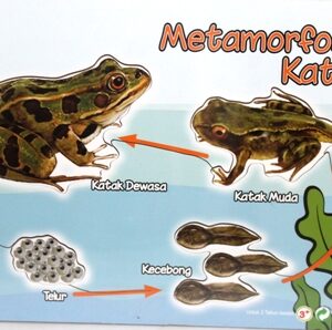 Puzzle Stiker Metamorfosis Katak — mainan kayu edukatif Nobie Toys